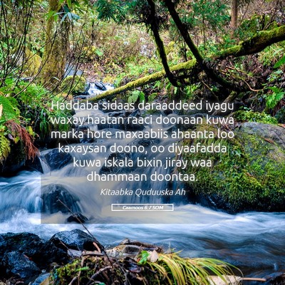 Picture 05 - Caamoos 6:7 SOM - Haddaba sidaas daraaddeed iyagu waxay haatan - Bible Verse Picture