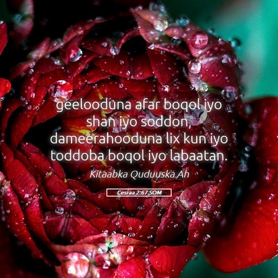 Picture 05 - Cesraa 2:67 SOM - geelooduna afar boqol iyo shan iyo soddon, - Bible Verse Picture