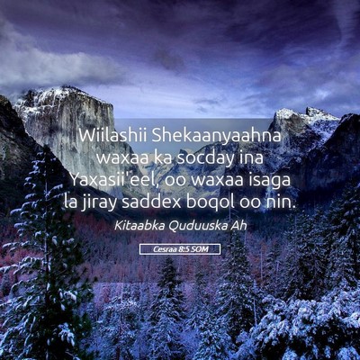 Picture 05 - Cesraa 8:5 SOM - Wiilashii Shekaanyaahna waxaa ka socday ina - Bible Verse Picture