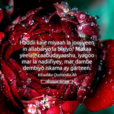 Picture 05 - Cibraaniyada 10:2 SOM - Haddii kale miyaan la joojiyeen in allabaryo la - Bible Verse Picture