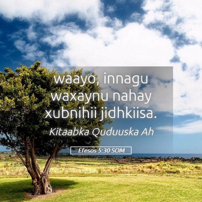 Picture 05 - Efesos 5:30 SOM - waayo, innagu waxaynu nahay xubnihii - Bible Verse Picture