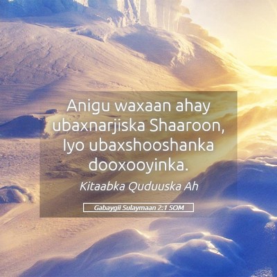 Picture 05 - Gabaygii Sulaymaan 2:1 SOM - Anigu waxaan ahay ubaxnarjiska Shaaroon, Iyo - Bible Verse Picture