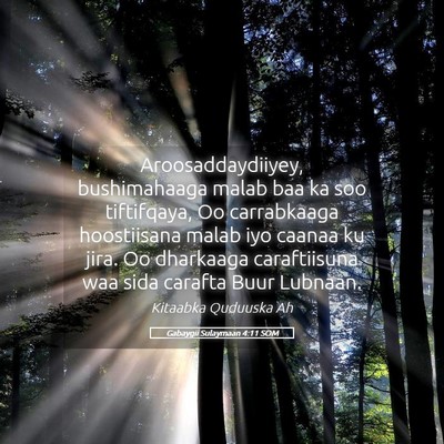 Picture 05 - Gabaygii Sulaymaan 4:11 SOM - Aroosaddaydiiyey, bushimahaaga malab baa ka soo - Bible Verse Picture