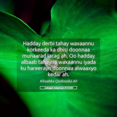 Picture 05 - Gabaygii Sulaymaan 8:9 SOM - Hadday derbi tahay waxaannu korkeeda ka dhisi - Bible Verse Picture