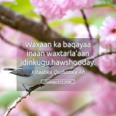 Picture 05 - Galatiya 4:11 SOM - Waxaan ka baqayaa inaan waxtarla'aan idinkugu - Bible Verse Picture