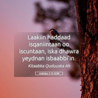 Picture 05 - Galatiya 5:15 SOM - Laakiin haddaad isqaniintaan oo iscuntaan, iska - Bible Verse Picture