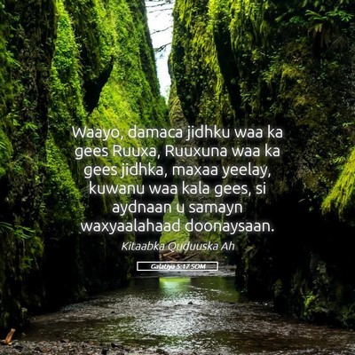 Picture 05 - Galatiya 5:17 SOM - Waayo, damaca jidhku waa ka gees Ruuxa, Ruuxuna - Bible Verse Picture