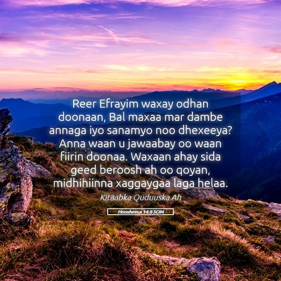 Picture 05 - Hoosheeca 14:8 SOM - Reer Efrayim waxay odhan doonaan, Bal maxaa mar - Bible Verse Picture