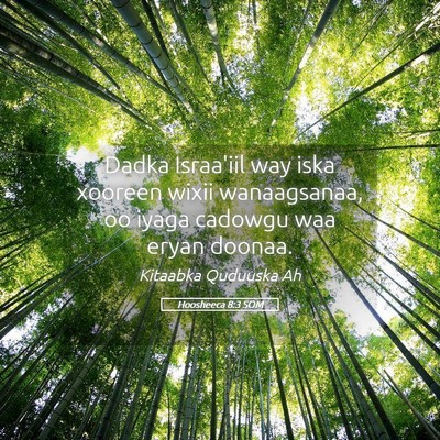 Picture 05 - Hoosheeca 8:3 SOM - Dadka Israa'iil way iska xooreen wixii - Bible Verse Picture