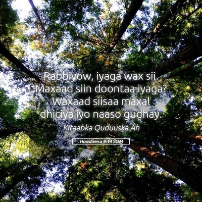 Picture 05 - Hoosheeca 9:14 SOM - Rabbiyow, iyaga wax sii. Maxaad siin doontaa - Bible Verse Picture