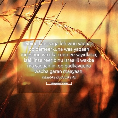 Picture 05 - Ishacyaah 1:3 SOM - Dibigu kan isaga leh wuu yaqaan, oo dameerkuna - Bible Verse Picture