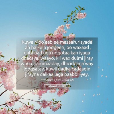 Picture 05 - Ishacyaah 16:4 SOM - Kuwa Moo'aab ee masaafurisyada ah ha kula - Bible Verse Picture