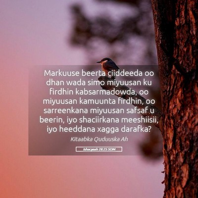 Picture 05 - Ishacyaah 28:25 SOM - Markuuse beerta ciiddeeda oo dhan wada simo - Bible Verse Picture