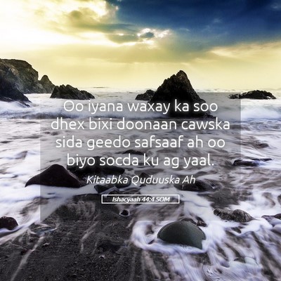 Picture 05 - Ishacyaah 44:4 SOM - Oo iyana waxay ka soo dhex bixi doonaan cawska - Bible Verse Picture
