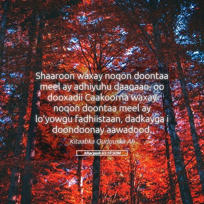 Picture 05 - Ishacyaah 65:10 SOM - Shaaroon waxay noqon doontaa meel ay adhiyuhu - Bible Verse Picture