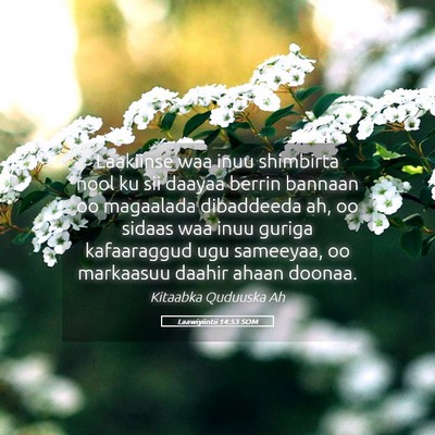 Picture 05 - Laawiyiintii 14:53 SOM - Laakiinse waa inuu shimbirta nool ku sii daayaa - Bible Verse Picture