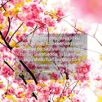Picture 05 - Laawiyiintii 24:2 SOM - Waxaad reer binu Israa'iil ku amartaa inay kuu - Bible Verse Picture