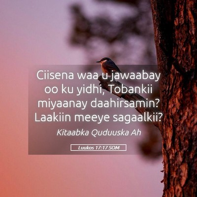 Picture 05 - Luukos 17:17 SOM - Ciisena waa u jawaabay oo ku yidhi, Tobankii - Bible Verse Picture
