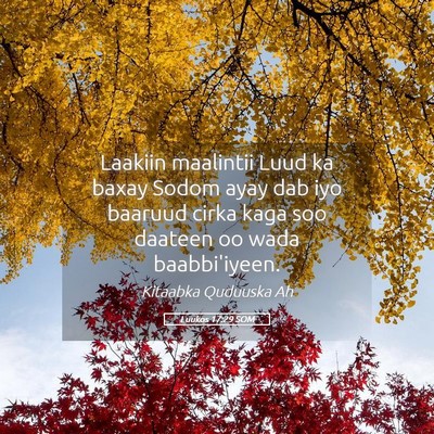 Picture 05 - Luukos 17:29 SOM - Laakiin maalintii Luud ka baxay Sodom ayay dab - Bible Verse Picture