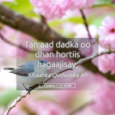 Picture 05 - Luukos 2:31 SOM - Tan aad dadka oo dhan hortiis - Bible Verse Picture