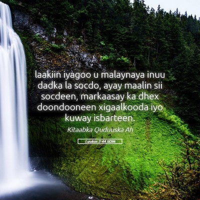 Picture 05 - Luukos 2:44 SOM - laakiin iyagoo u malaynaya inuu dadka la socdo, - Bible Verse Picture