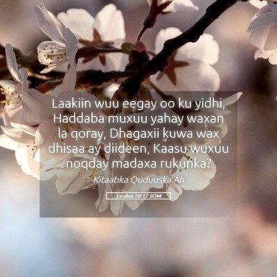 Picture 05 - Luukos 20:17 SOM - Laakiin wuu eegay oo ku yidhi, Haddaba muxuu - Bible Verse Picture