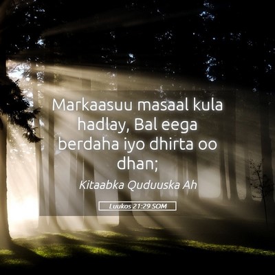 Picture 05 - Luukos 21:29 SOM - Markaasuu masaal kula hadlay, Bal eega berdaha - Bible Verse Picture