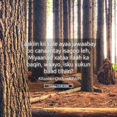Picture 05 - Luukos 23:40 SOM - Laakiin kii kale ayaa jawaabay oo canaantay - Bible Verse Picture