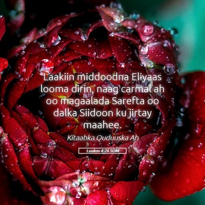 Picture 05 - Luukos 4:26 SOM - Laakiin middoodna Eliyaas looma dirin, naag - Bible Verse Picture