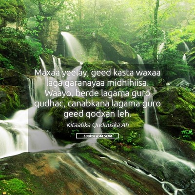 Picture 05 - Luukos 6:44 SOM - Maxaa yeelay, geed kasta waxaa laga garanayaa - Bible Verse Picture
