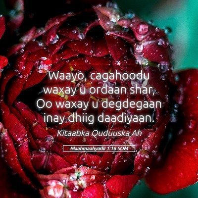 Picture 05 - Maahmaahyadii 1:16 SOM - Waayo, cagahoodu waxay u ordaan shar, Oo waxay u - Bible Verse Picture
