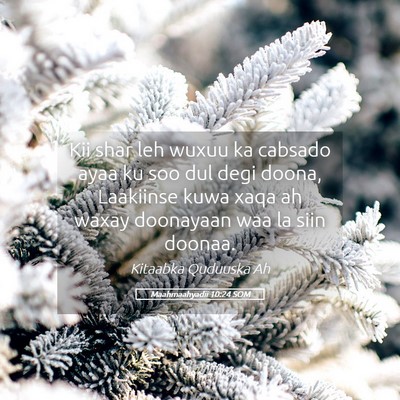 Picture 05 - Maahmaahyadii 10:24 SOM - Kii shar leh wuxuu ka cabsado ayaa ku soo dul - Bible Verse Picture