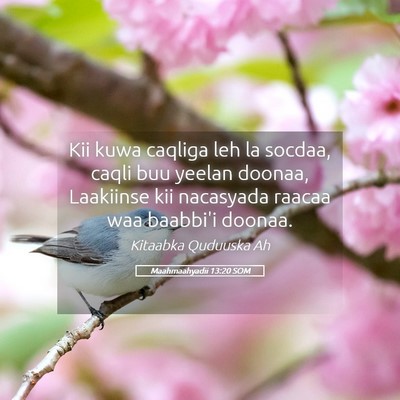 Picture 05 - Maahmaahyadii 13:20 SOM - Kii kuwa caqliga leh la socdaa, caqli buu yeelan - Bible Verse Picture