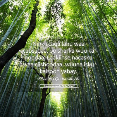 Picture 05 - Maahmaahyadii 14:16 SOM - Ninkii caqli lahu waa cabsadaa, oo sharka wuu ka - Bible Verse Picture