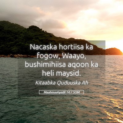 Picture 05 - Maahmaahyadii 14:7 SOM - Nacaska hortiisa ka fogow, Waayo, bushimihiisa - Bible Verse Picture