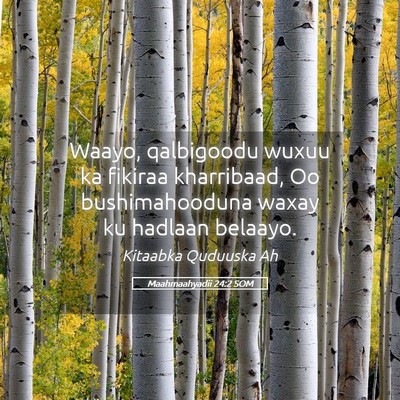 Picture 05 - Maahmaahyadii 24:2 SOM - Waayo, qalbigoodu wuxuu ka fikiraa kharribaad, Oo - Bible Verse Picture