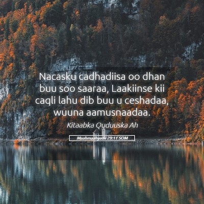 Picture 05 - Maahmaahyadii 29:11 SOM - Nacasku cadhadiisa oo dhan buu soo saaraa, - Bible Verse Picture