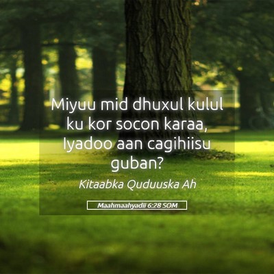 Picture 05 - Maahmaahyadii 6:28 SOM - Miyuu mid dhuxul kulul ku kor socon karaa, Iyadoo - Bible Verse Picture