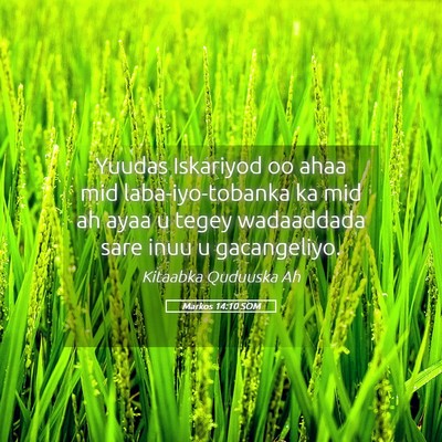 Picture 05 - Markos 14:10 SOM - Yuudas Iskariyod oo ahaa mid laba-iyo-tobanka ka - Bible Verse Picture
