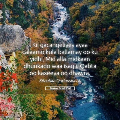 Picture 05 - Markos 14:44 SOM - Kii gacangeliyey ayaa calaamo kula ballamay oo ku - Bible Verse Picture
