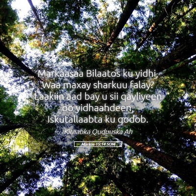 Picture 05 - Markos 15:14 SOM - Markaasaa Bilaatos ku yidhi, Waa maxay sharkuu - Bible Verse Picture