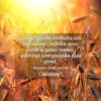 Picture 05 - Markos 4:29 SOM - Laakiin goortii midhuhu soo bislaadaan, kolkiiba - Bible Verse Picture