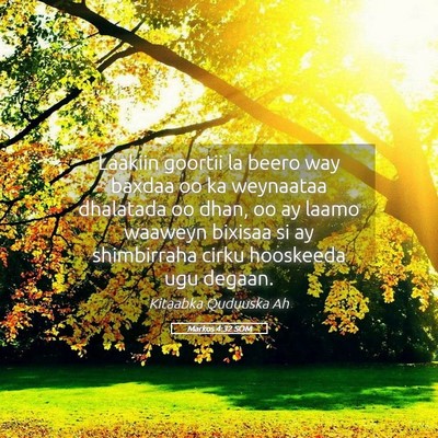 Picture 05 - Markos 4:32 SOM - Laakiin goortii la beero way baxdaa oo ka - Bible Verse Picture