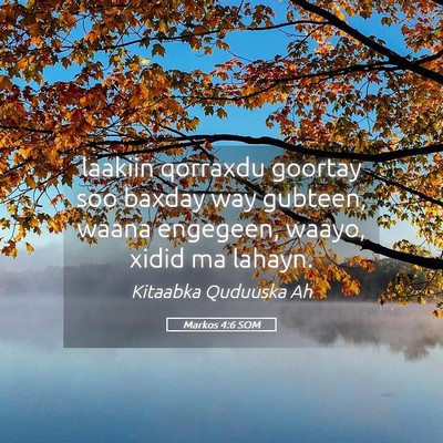 Picture 05 - Markos 4:6 SOM - laakiin qorraxdu goortay soo baxday way gubteen, - Bible Verse Picture