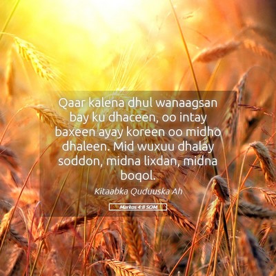 Picture 05 - Markos 4:8 SOM - Qaar kalena dhul wanaagsan bay ku dhaceen, oo - Bible Verse Picture