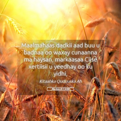 Picture 05 - Markos 8:1 SOM - Maalmahaas dadkii aad buu u badnaa oo waxay - Bible Verse Picture