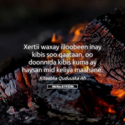 Picture 05 - Markos 8:14 SOM - Xertii waxay illoobeen inay kibis soo qaataan, oo - Bible Verse Picture