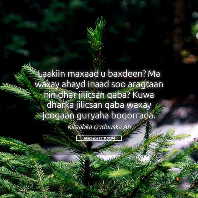 Picture 05 - Matayos 11:8 SOM - Laakiin maxaad u baxdeen? Ma waxay ahayd inaad - Bible Verse Picture