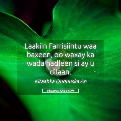 Picture 05 - Matayos 12:14 SOM - Laakiin Farrisiintu waa baxeen, oo waxay ka wada - Bible Verse Picture