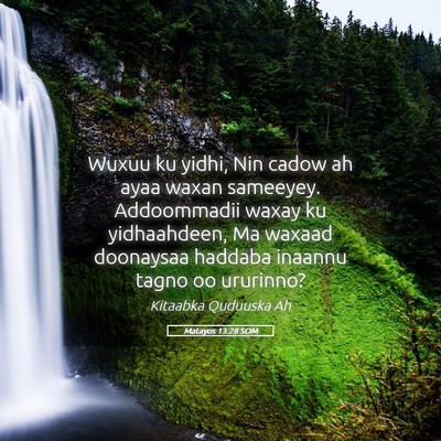 Picture 05 - Matayos 13:28 SOM - Wuxuu ku yidhi, Nin cadow ah ayaa waxan sameeyey. - Bible Verse Picture